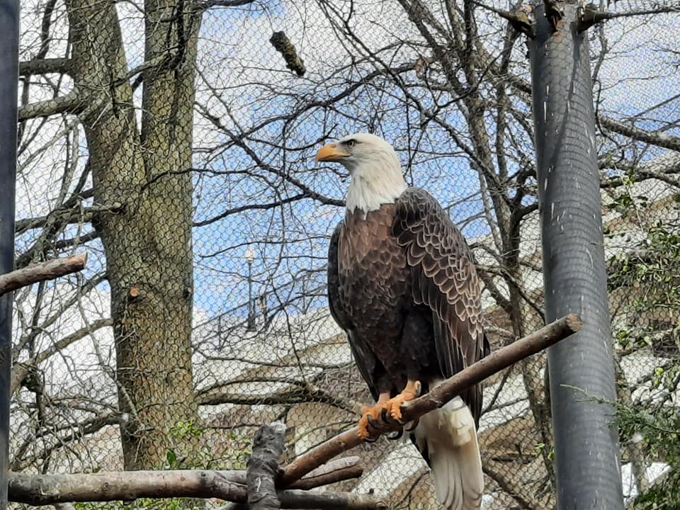 Bald Eagle