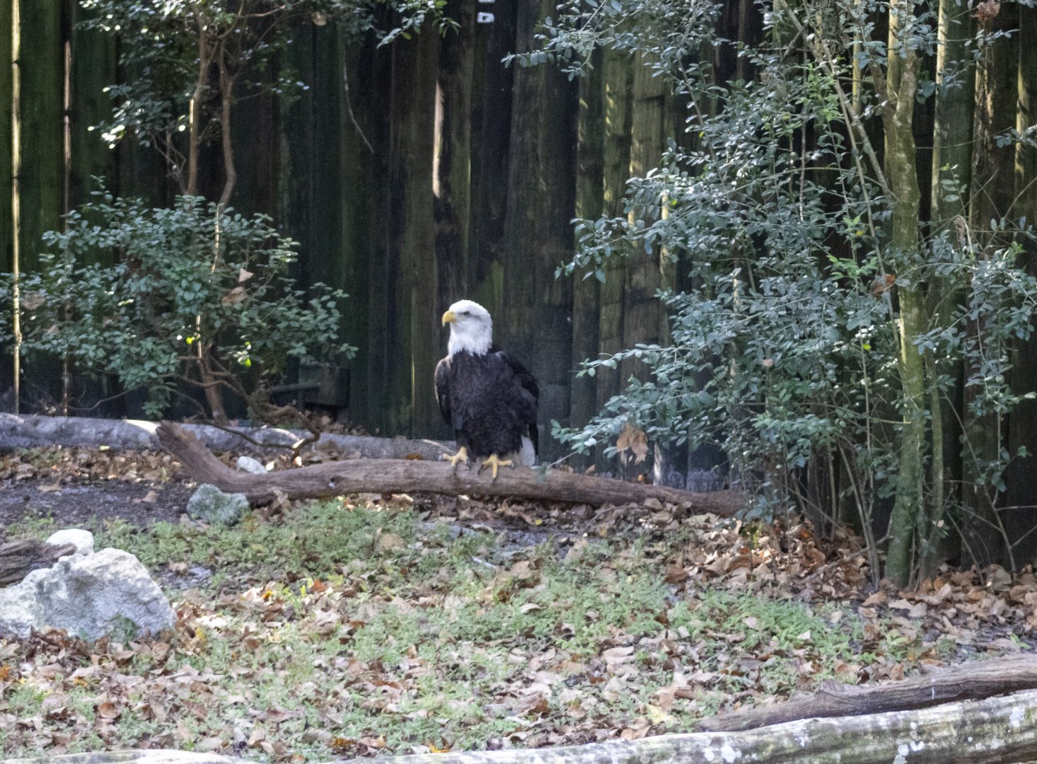 Bald Eagle