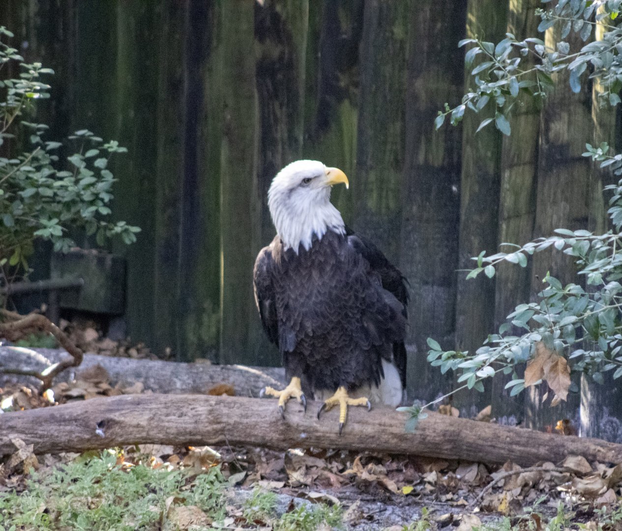 Bald Eagle