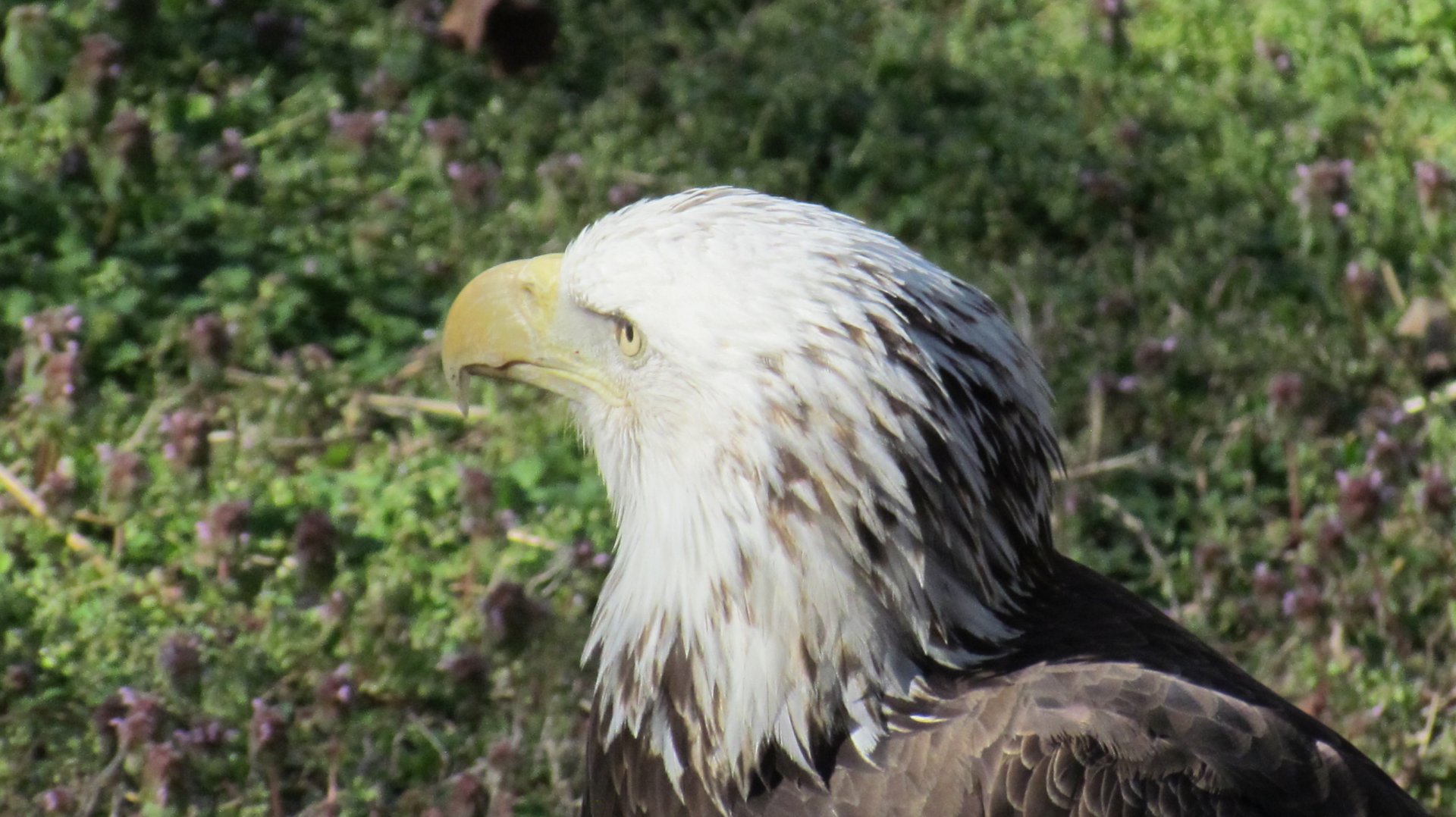 Bald Eagle