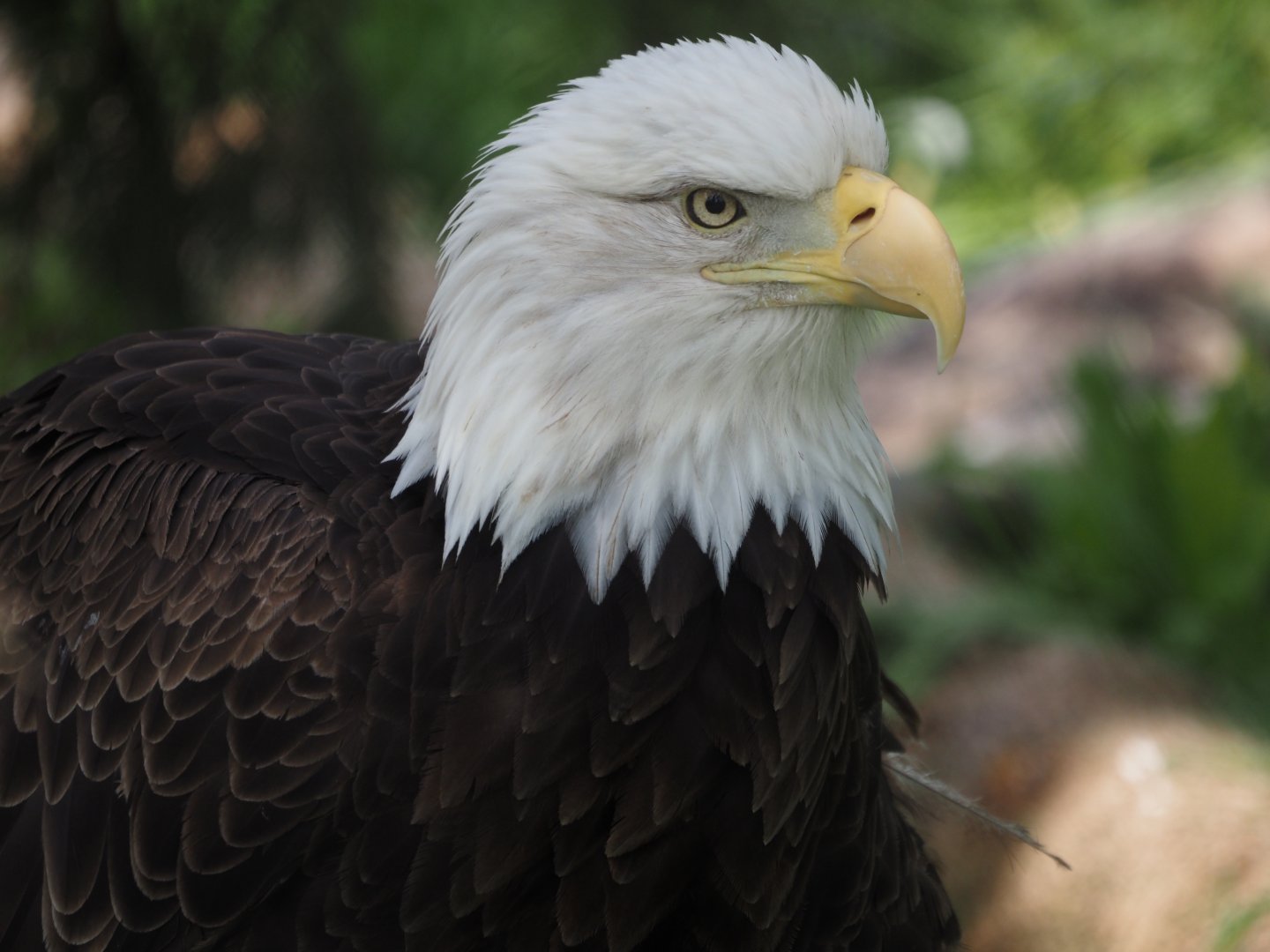 Bald Eagle