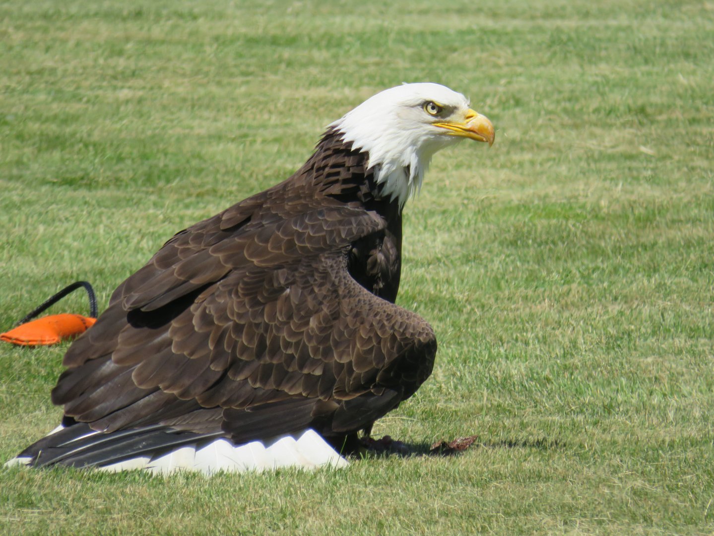 Bald eagle