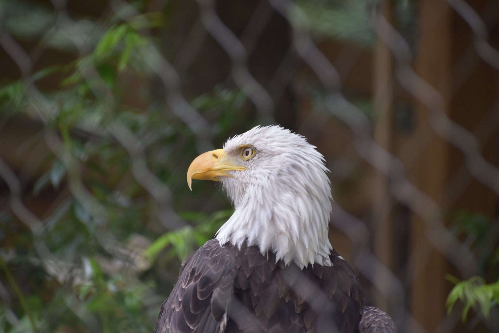 Bald Eagle