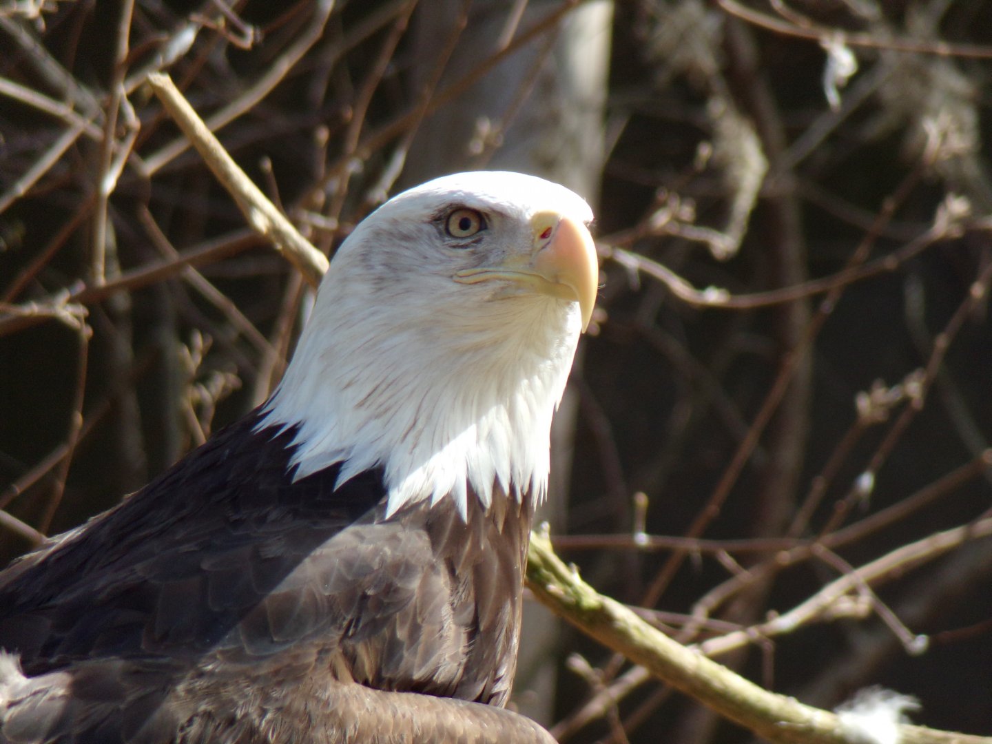 Bald Eagle