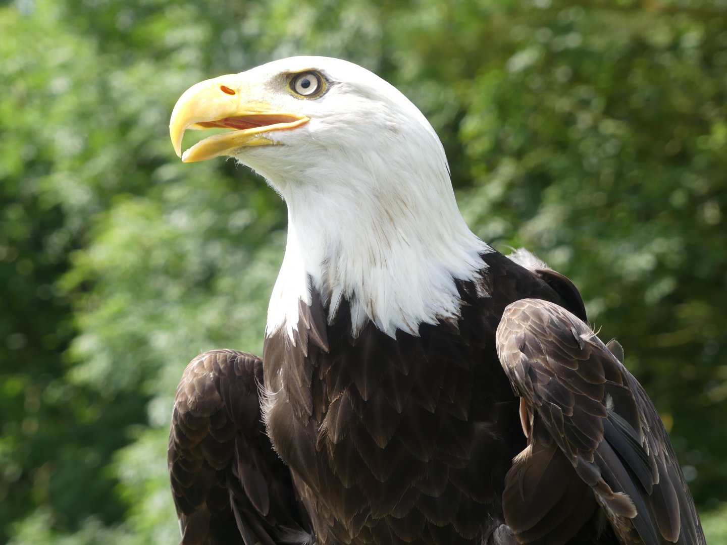 Bald Eagle