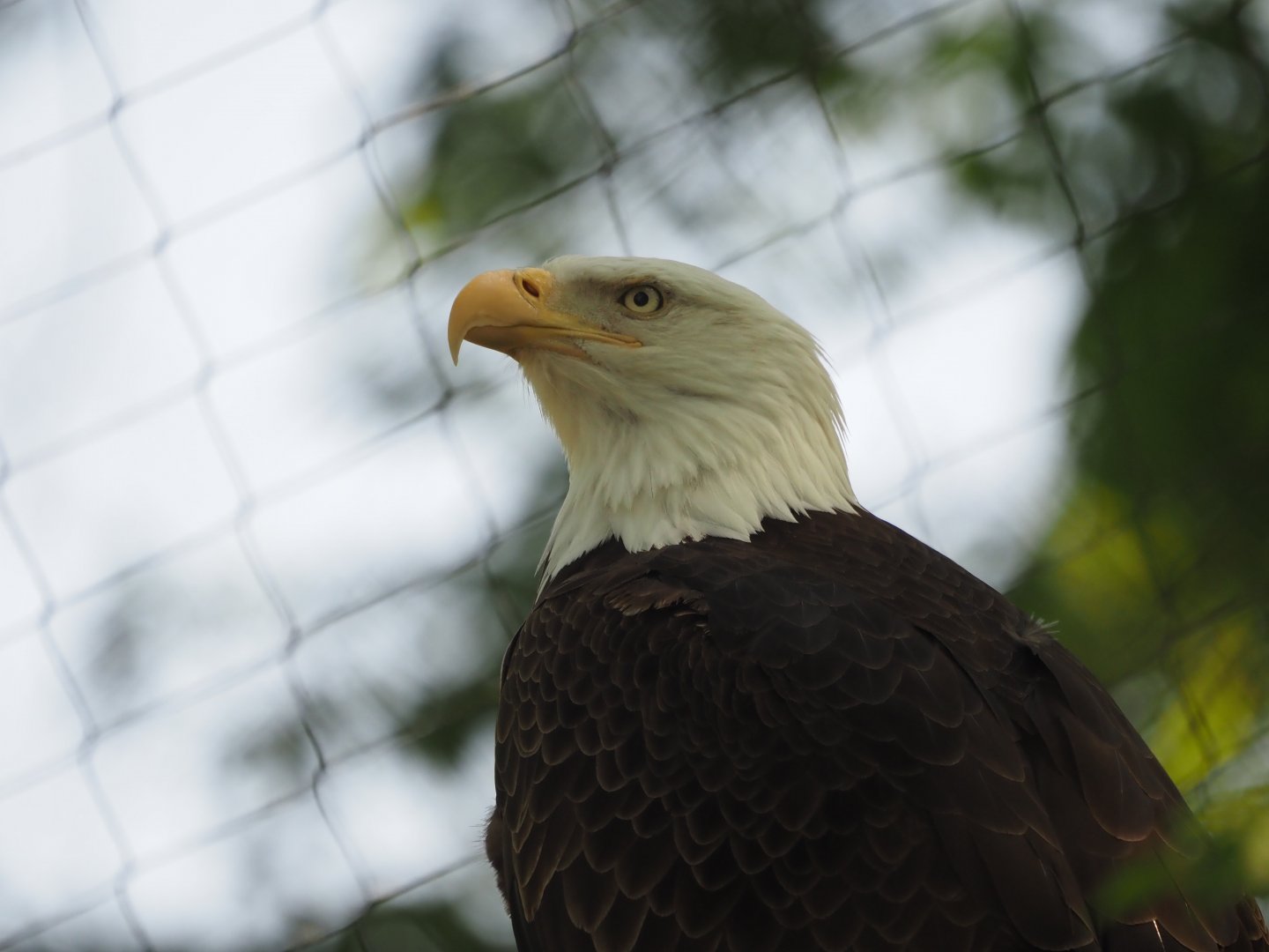 Bald Eagle