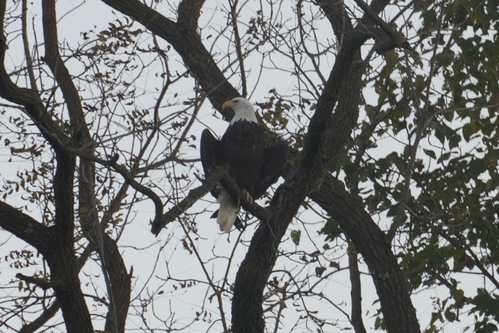 Bald Eagle