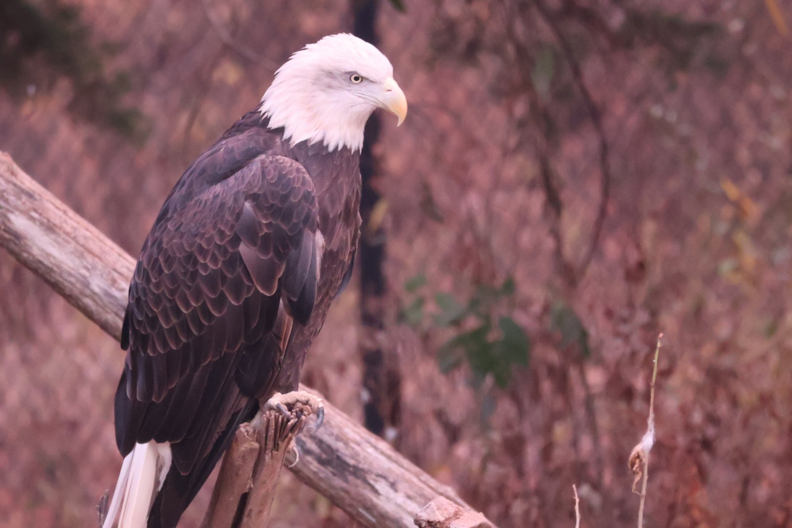Bald Eagle