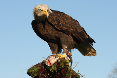 Bald Eagle