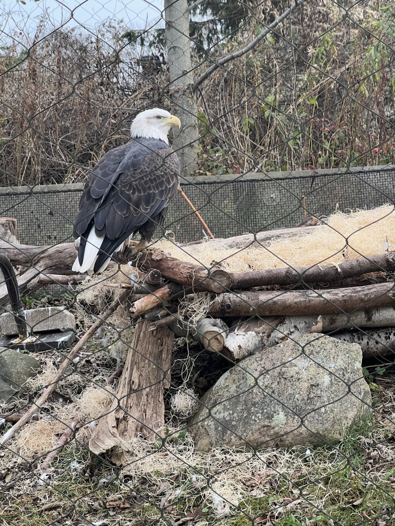 Bald Eagle