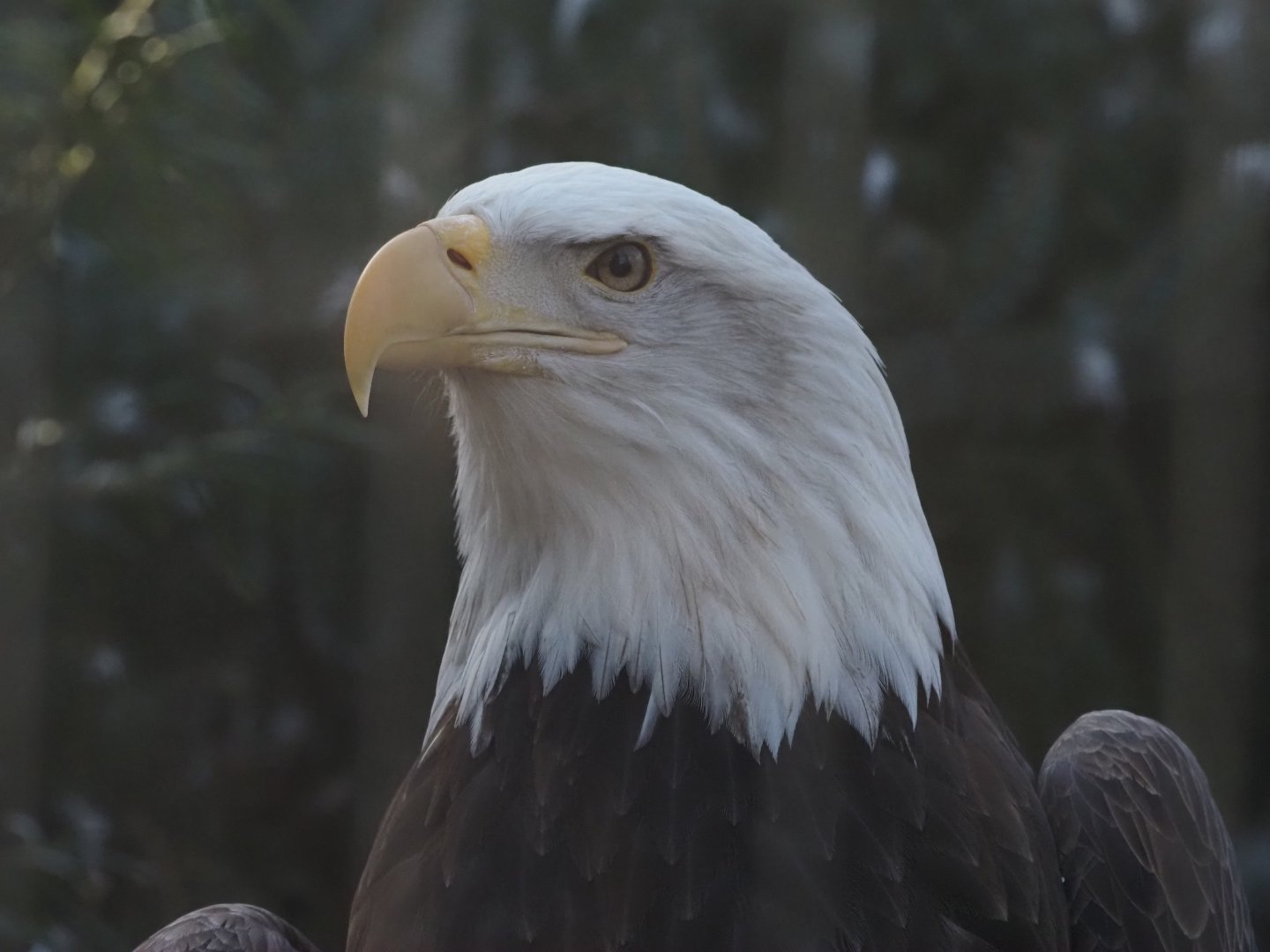 Bald Eagle