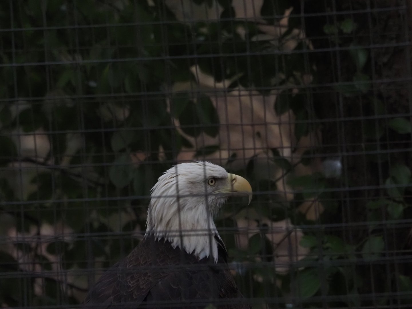 Bald Eagle