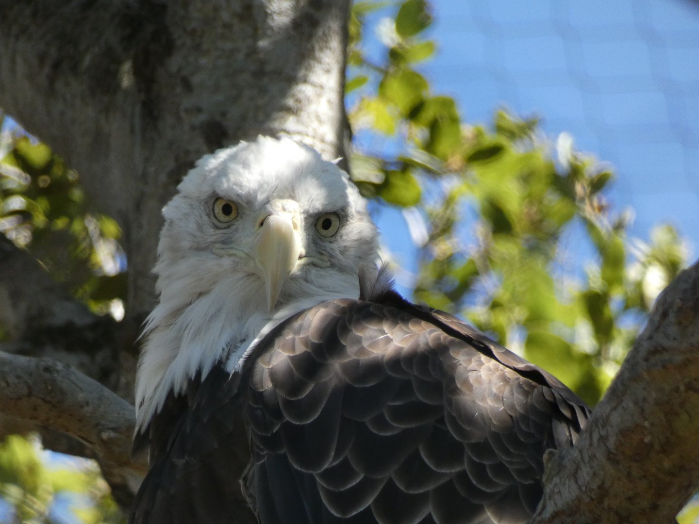 Bald eagle