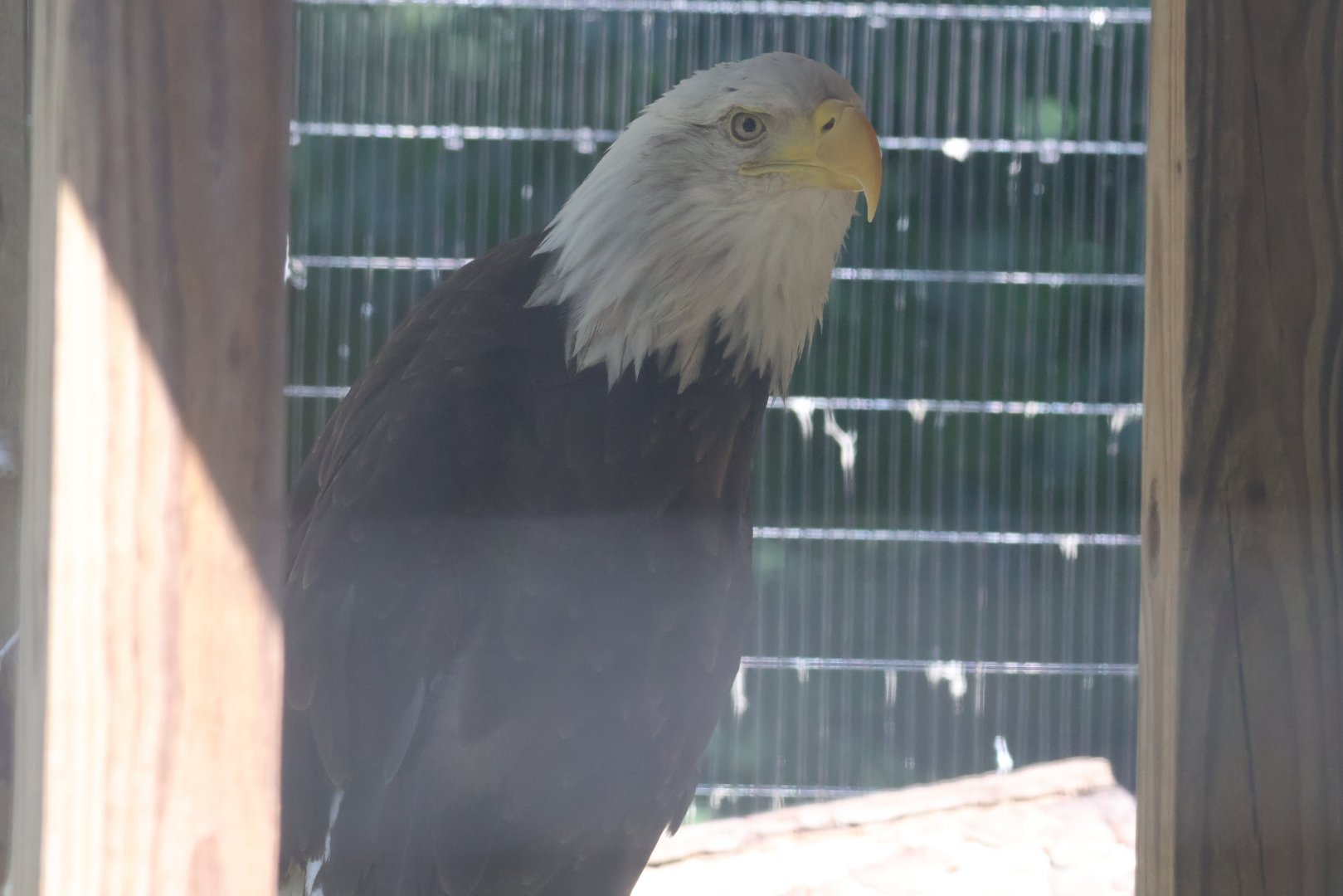 Bald eagle