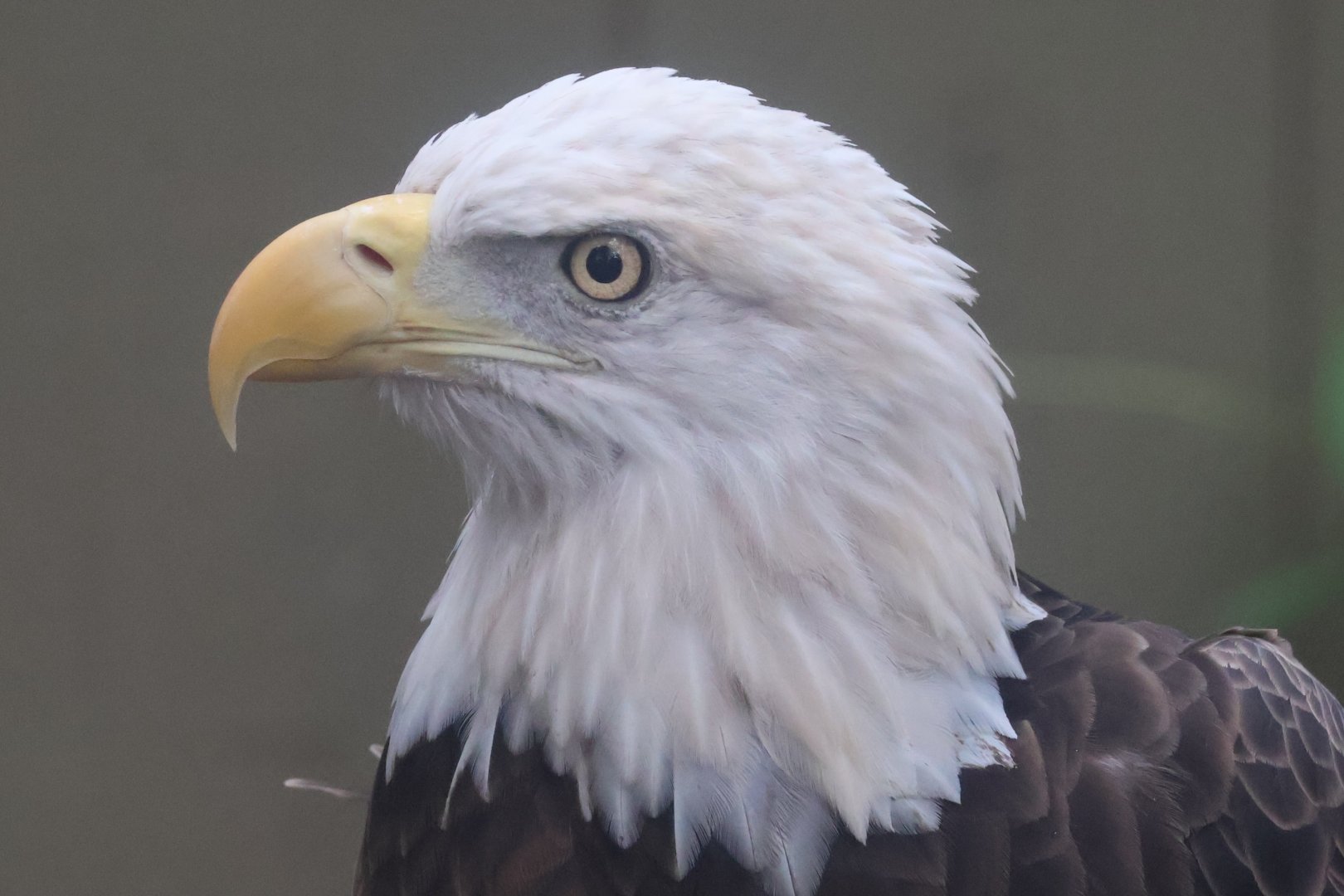 Bald eagle