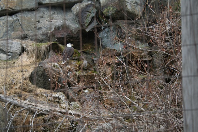 Bald Eagle
