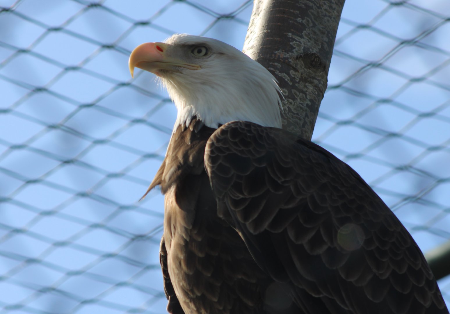 Bald eagleMarch 2 2019March 2 2019