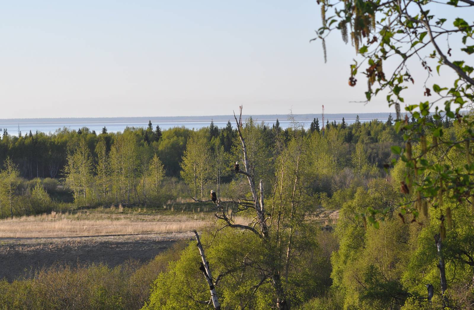 Bald Eagles - Alaska