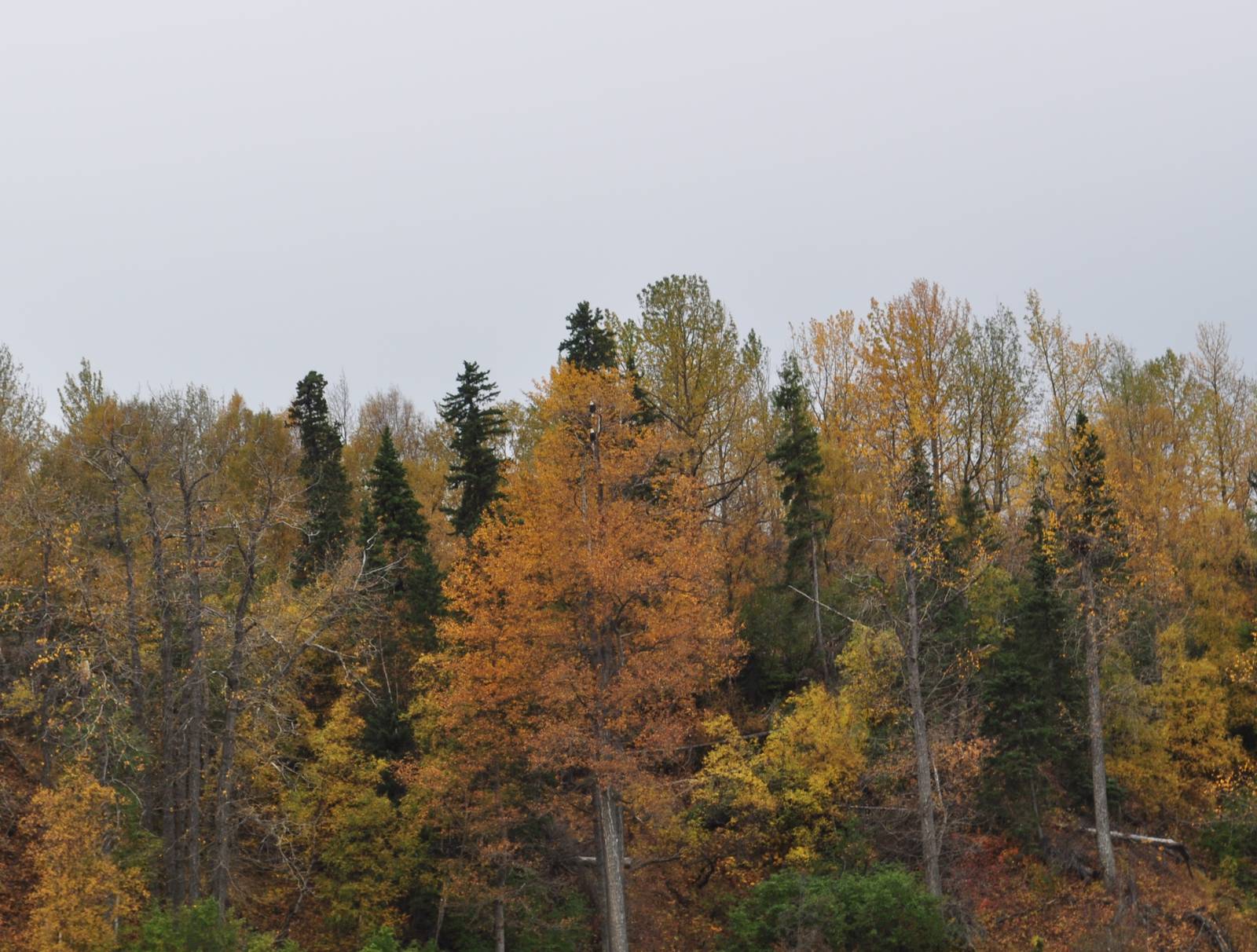Bald Eagles - Alaska