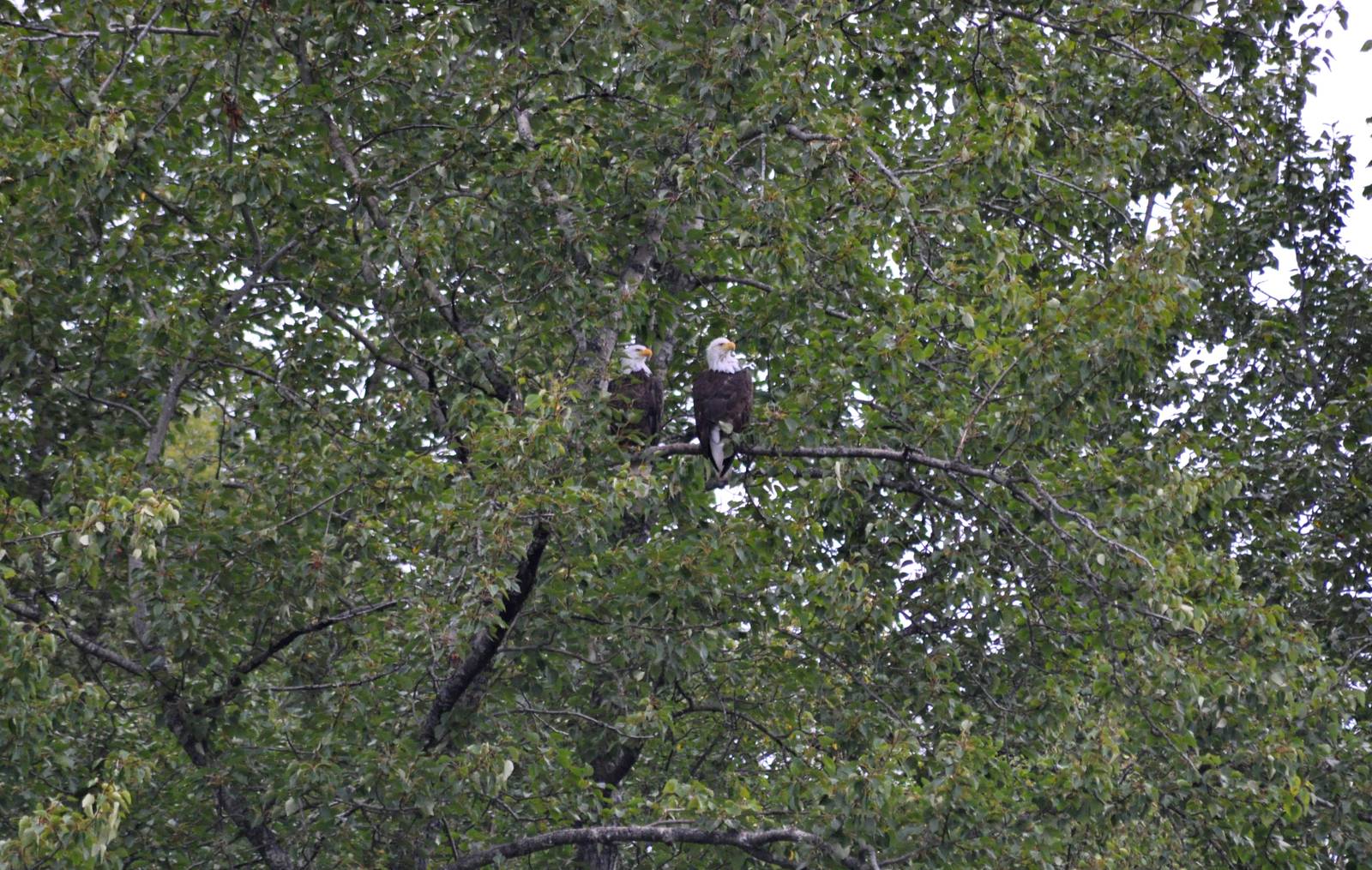 Bald Eagles - Alaska