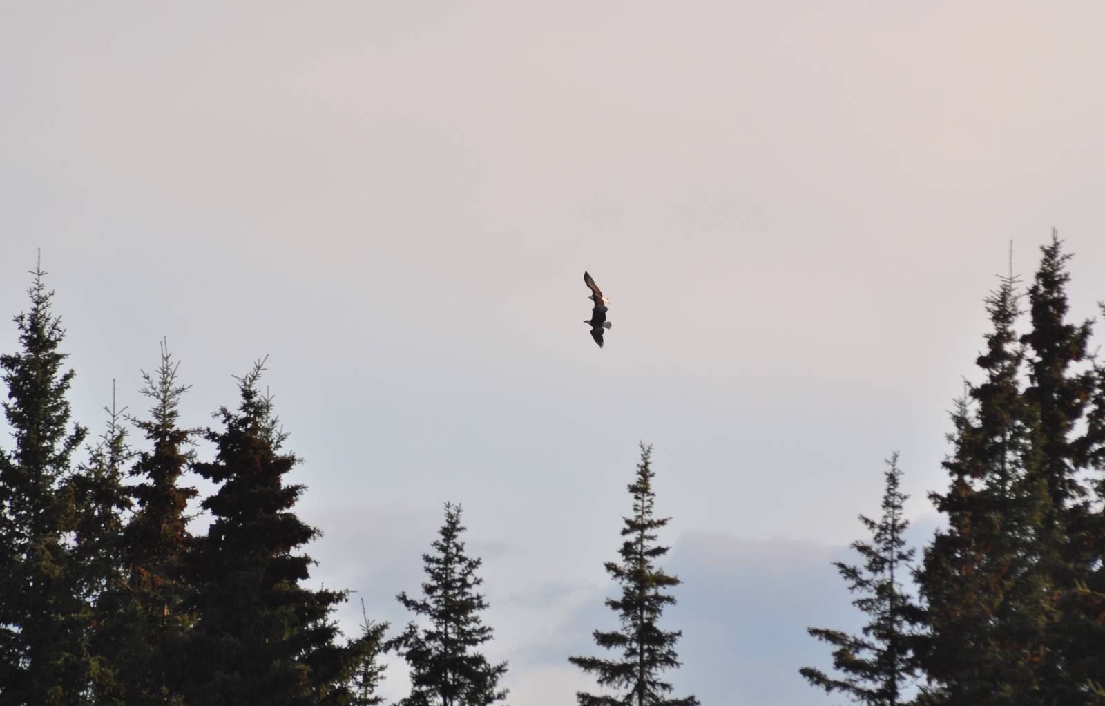 Bald Eagles - Alaska