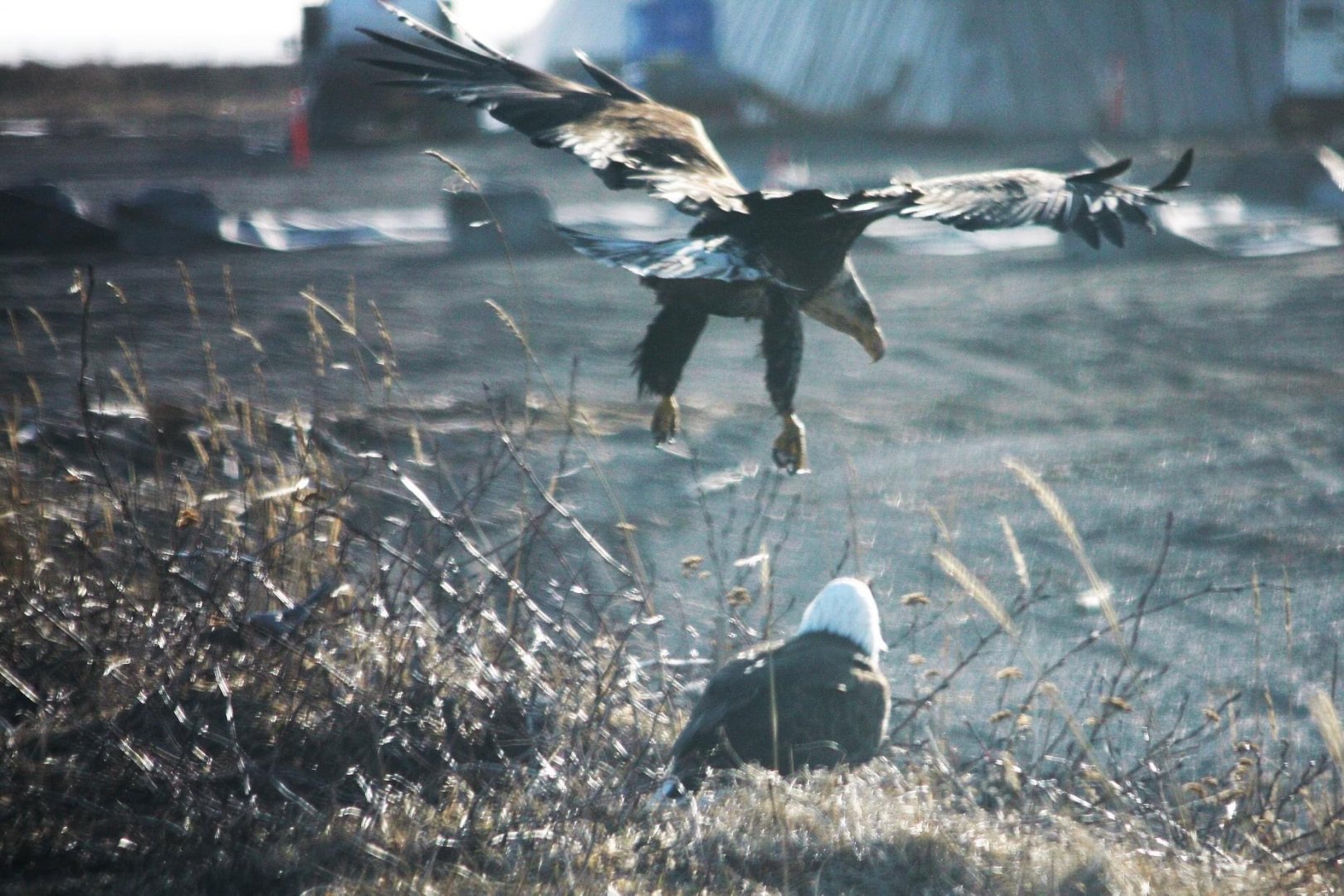 Bald Eagles - Alaska