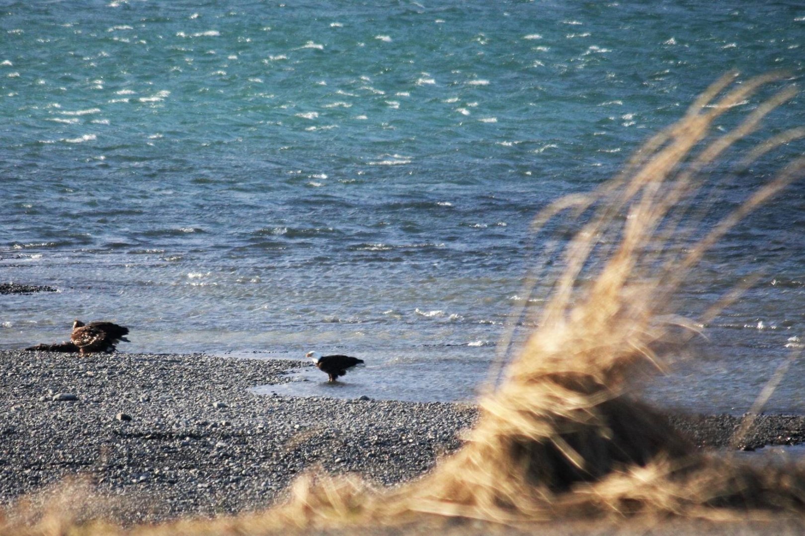 Bald Eagles - Alaska