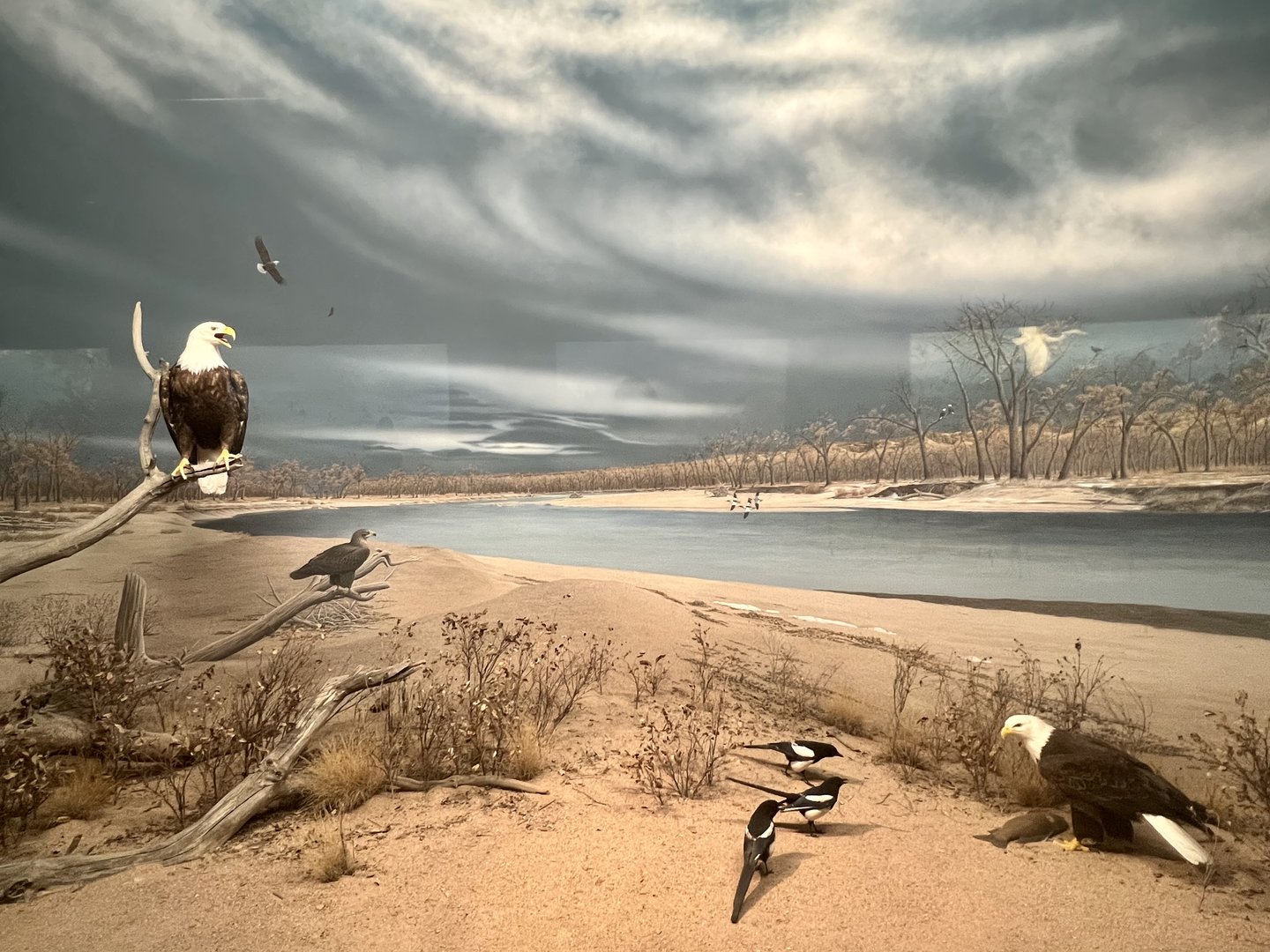 Bald Eagles and Black-billed Magpies