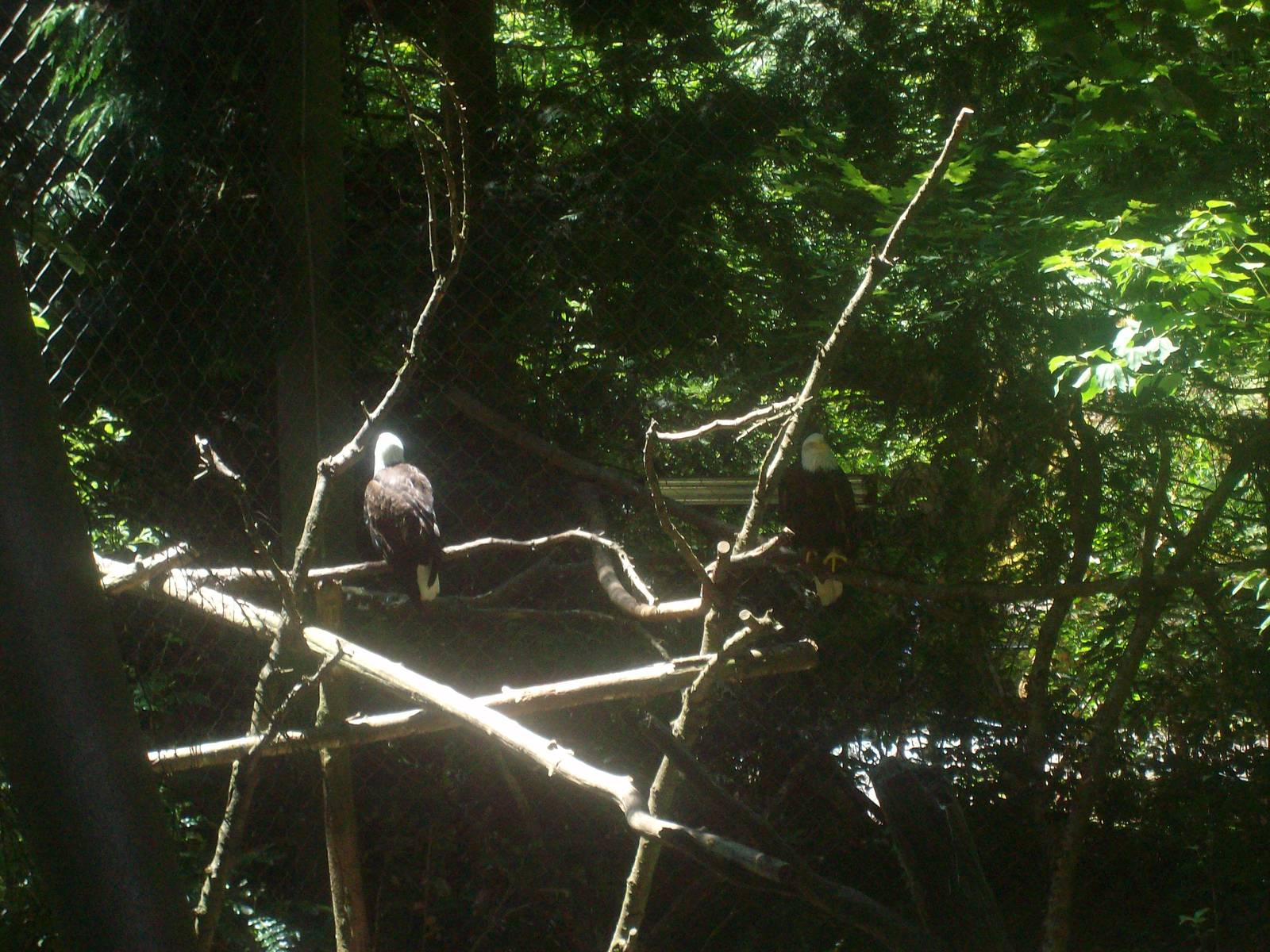 Bald Eagles at Oregon Zoo