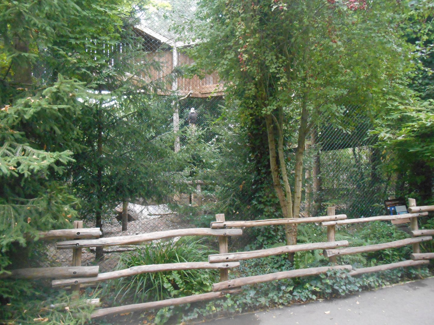 Bald Eagles Aviary