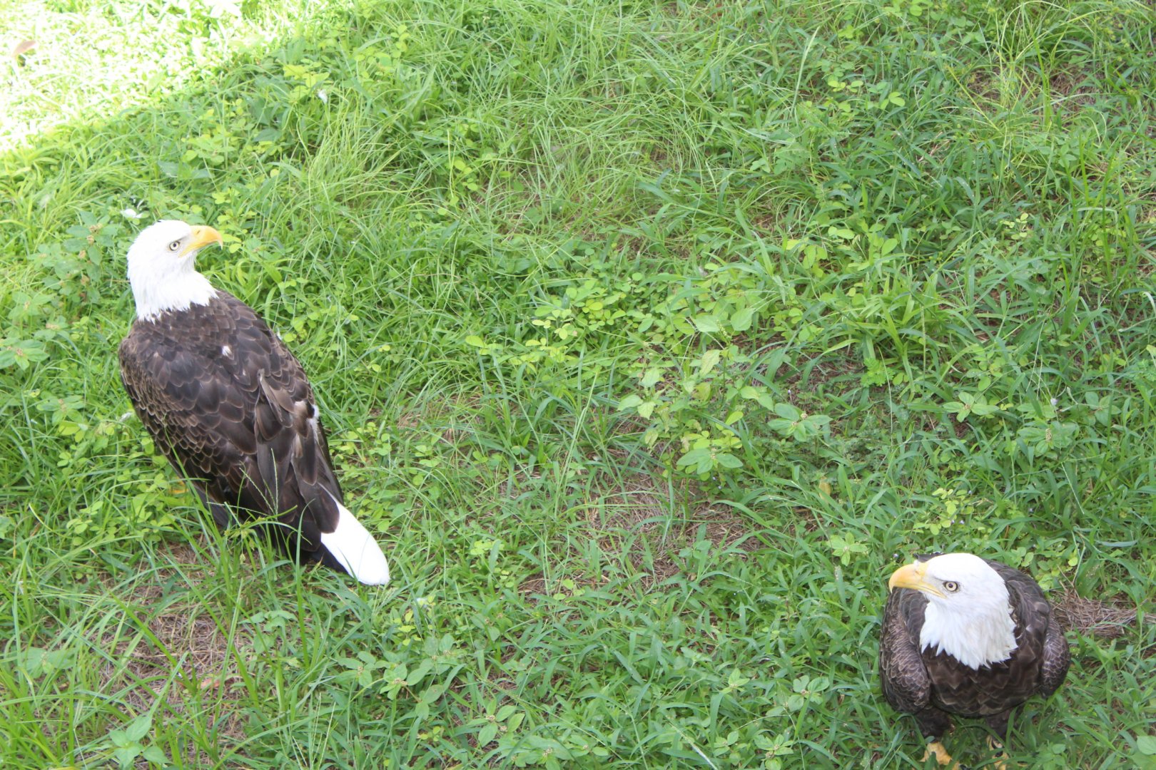 Bald Eagles - Florida: Misson Everglades