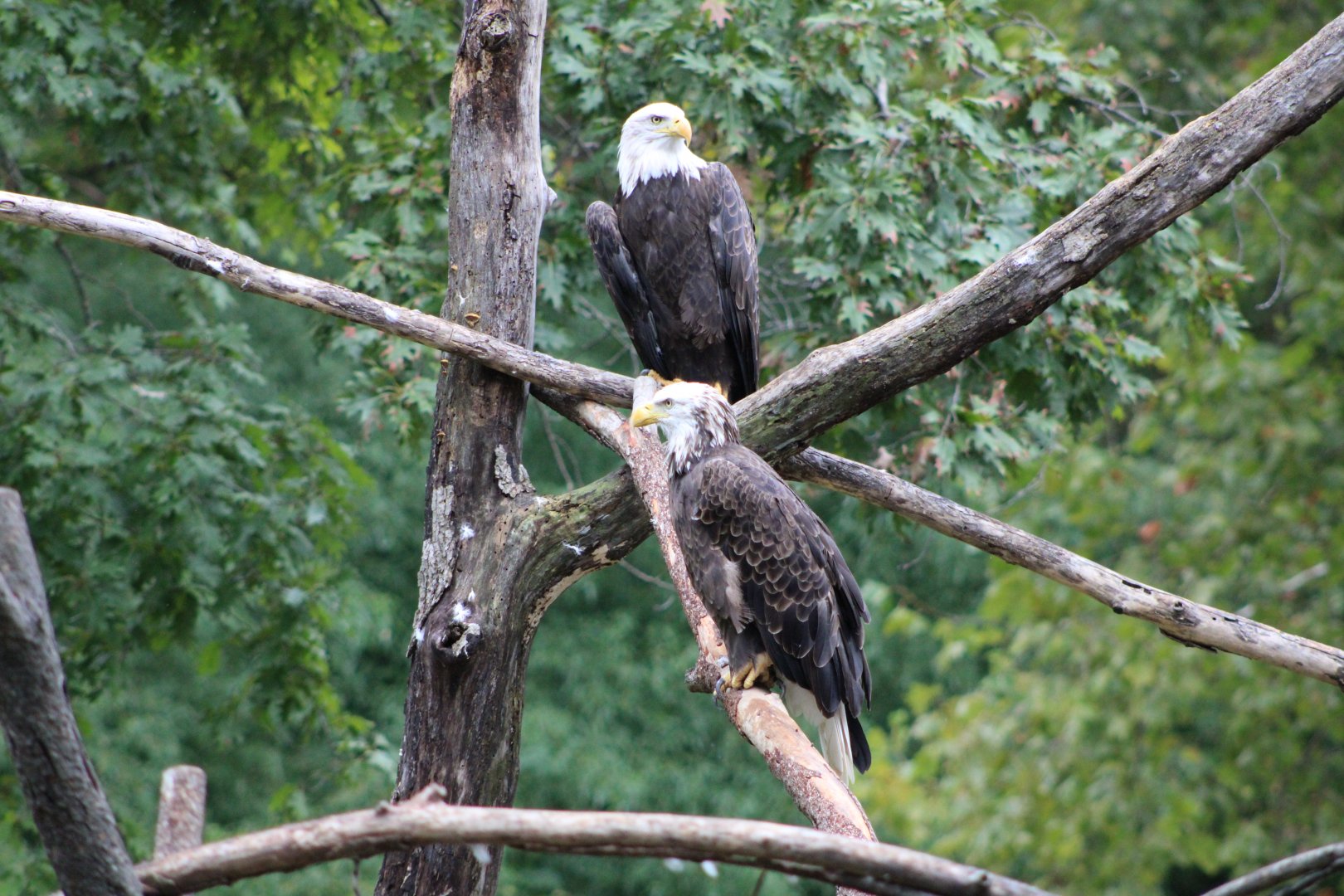 Bald Eagles (Haliaeetus leucocephalus)