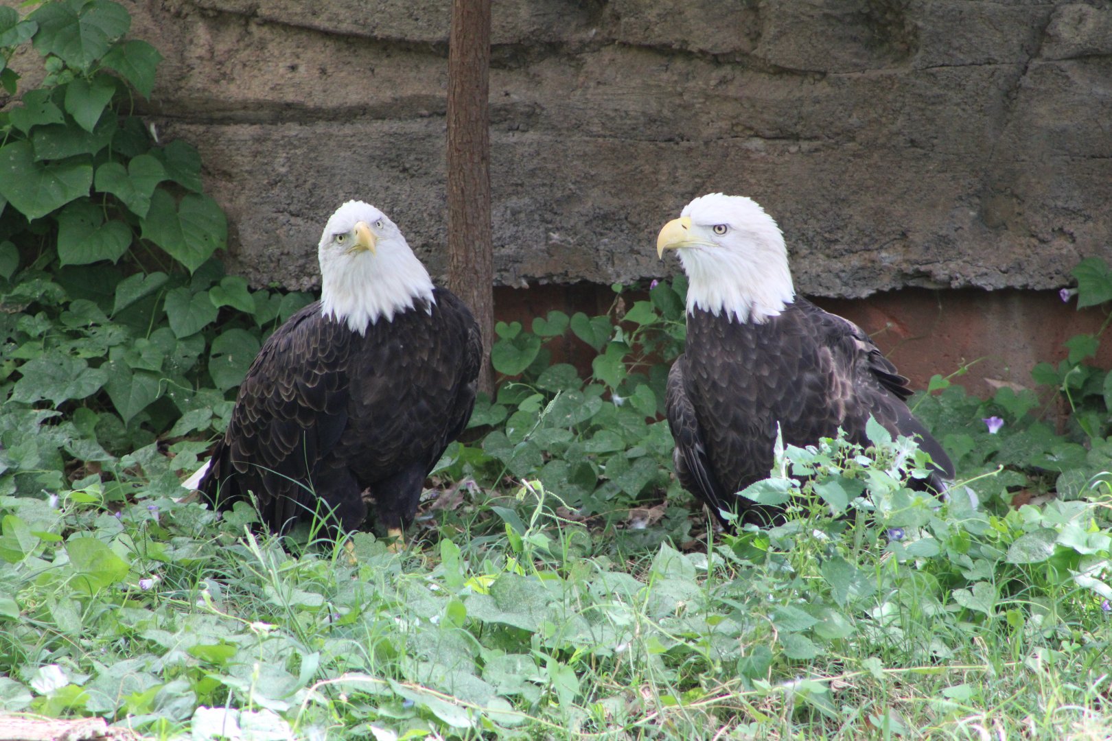 Bald Eagles (Haliaeetus leucocephalus)