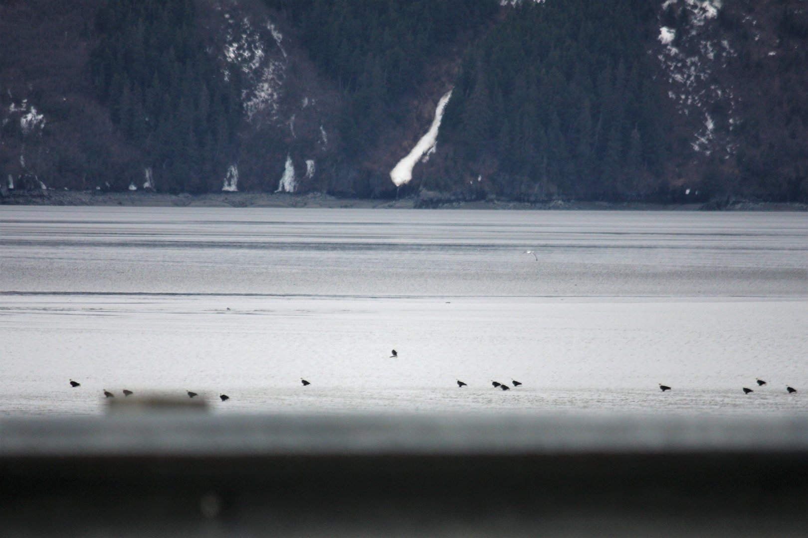 Bald Eagles on the Turnagain Arm - Alaska