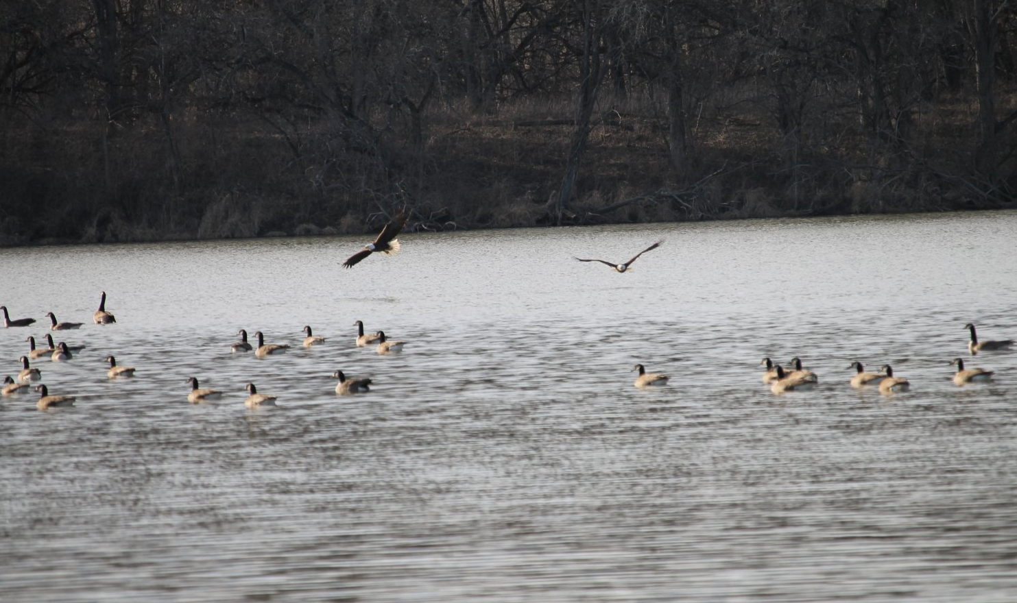 Bald Eagles over Canada Goose