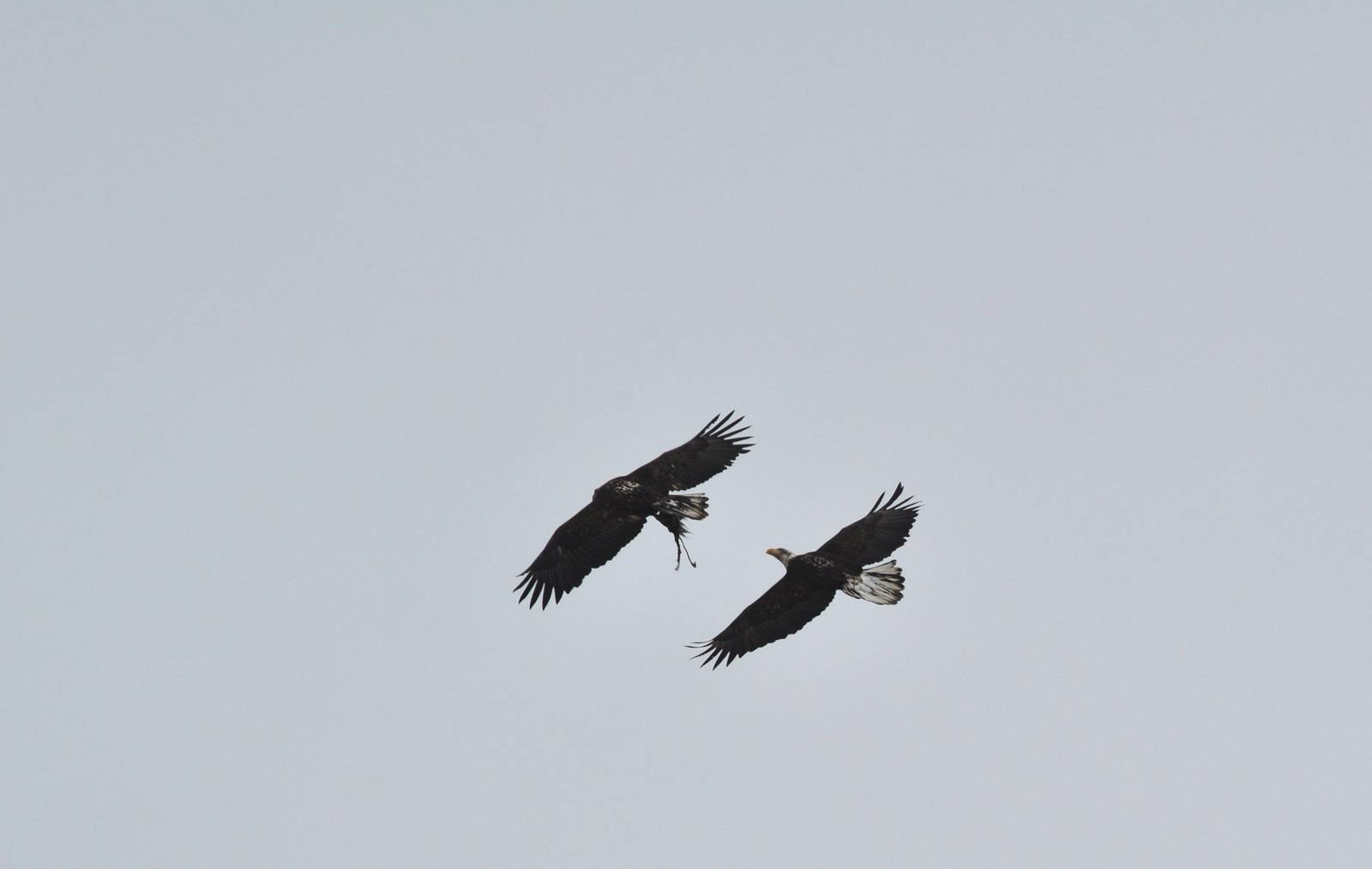 Bald Eagles (wild)