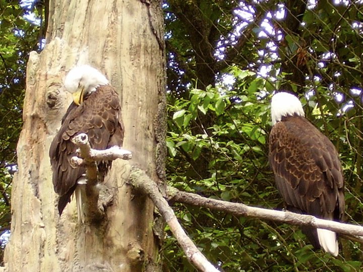 Bald Eagles
