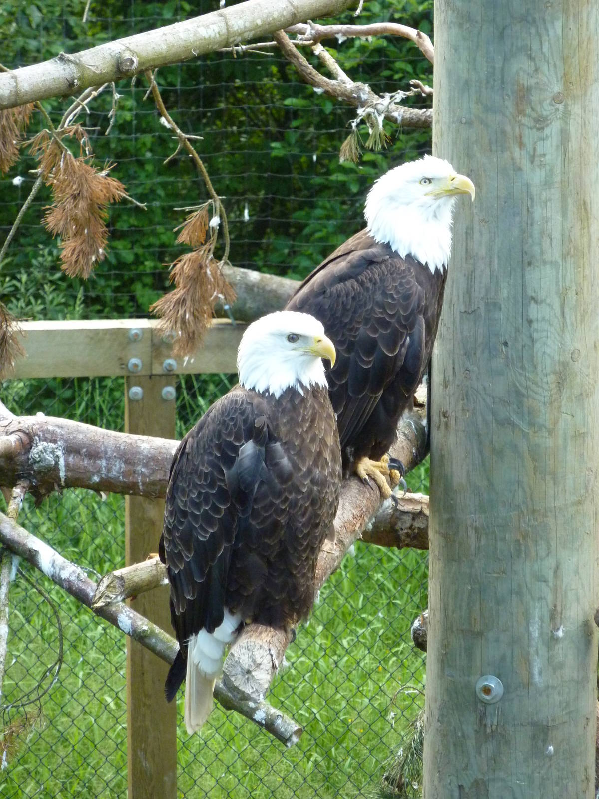 Bald Eagles