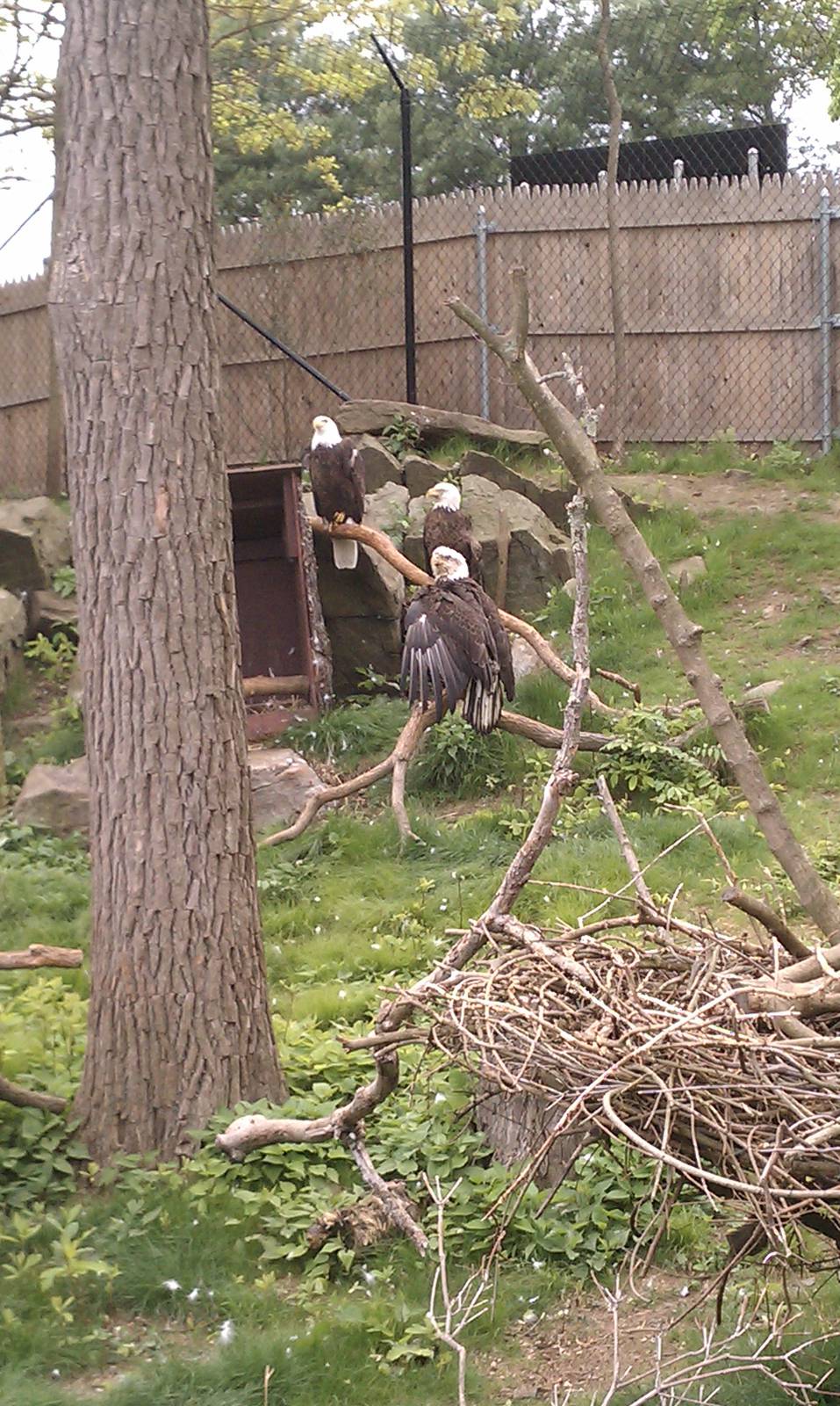 Bald Eagles