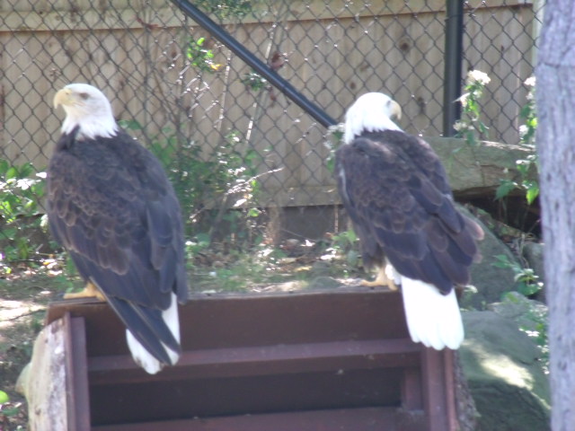 Bald Eagles