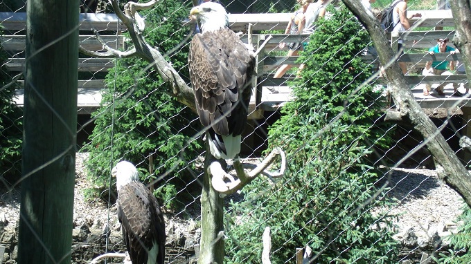 Bald Eagles