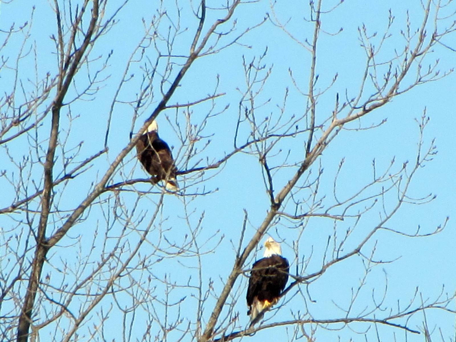 Bald Eagles