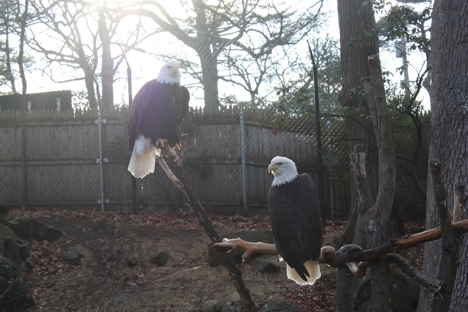 Bald Eagles