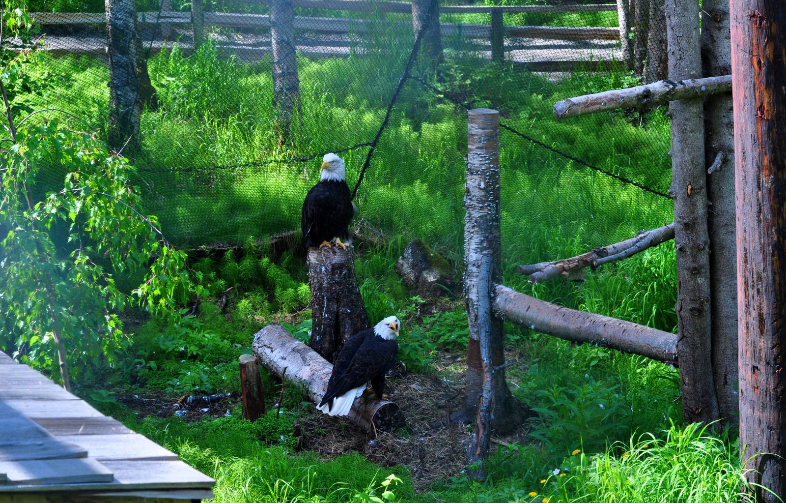 Bald Eagles