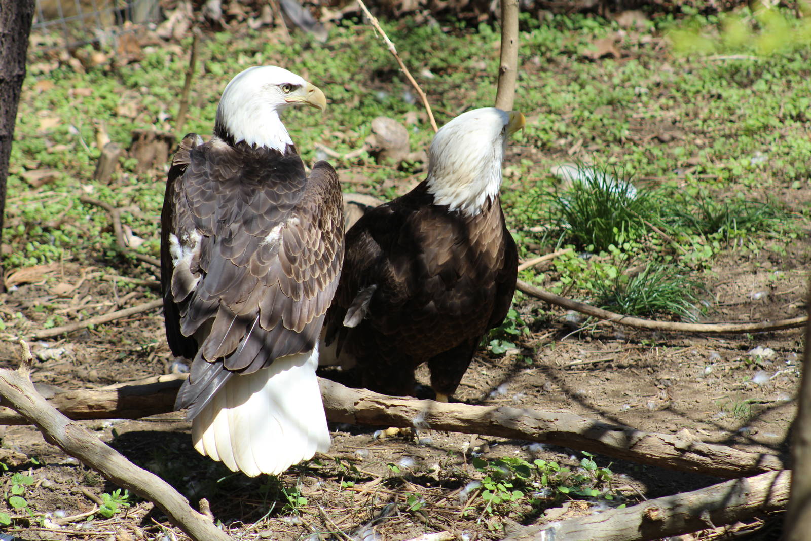 Bald Eagles