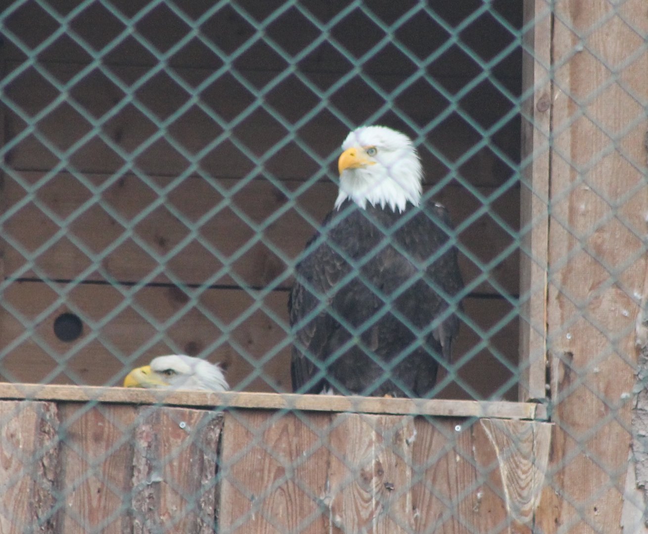 Bald eagles