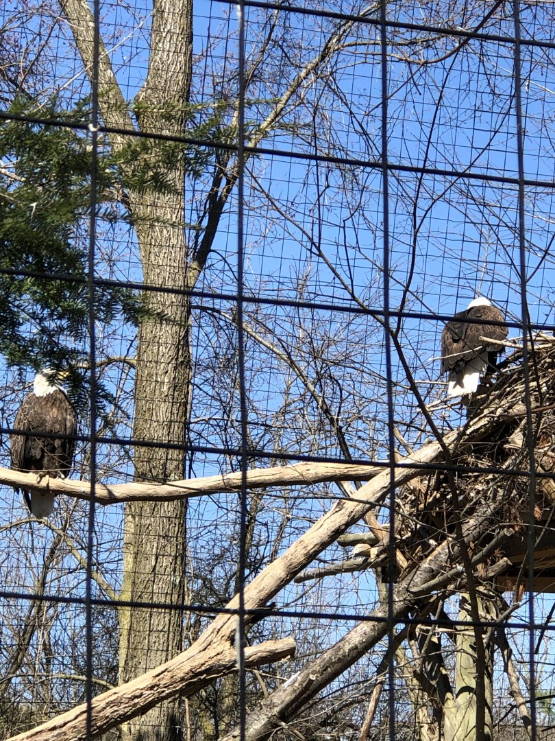 Bald Eagles