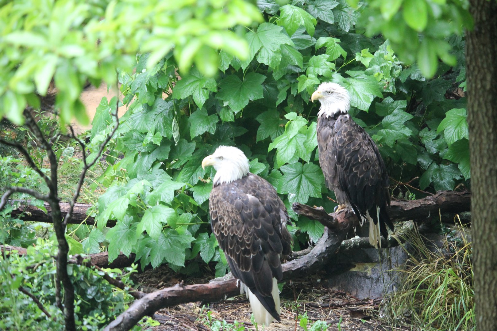 Bald eagles