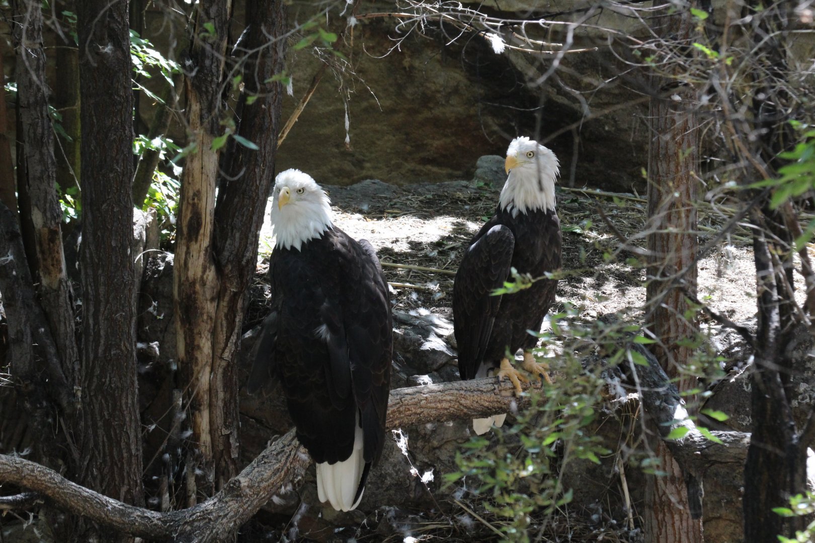 Bald Eagles