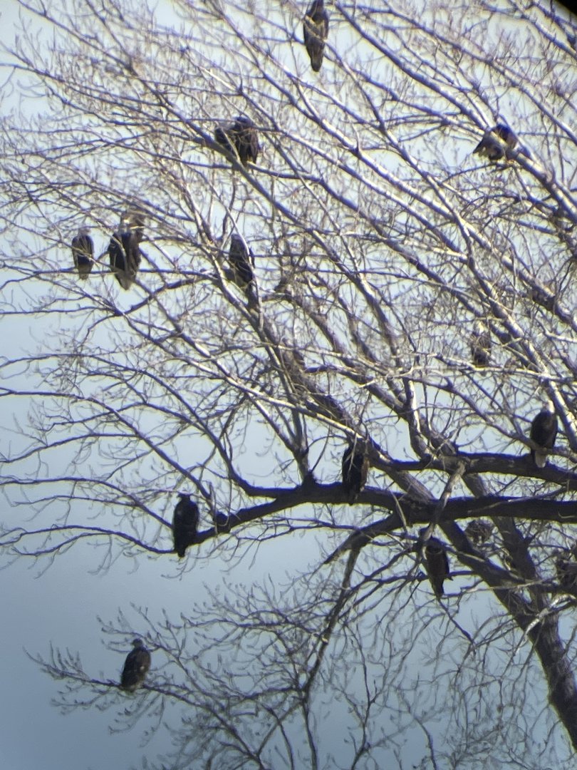 Bald Eagles